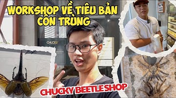 Giới thiệu workshop về tiêu bản côn trùng tại Chucky Beetle shop/ Workshop insects templates design
