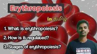 #17 Erythropoiesis or Red Blood Cell Formation