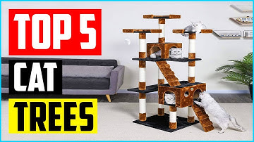 Top 5 Best Cat Trees for Large Cats in 2022 Reviews
