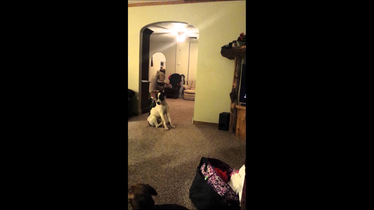 Dog scratching his legs. YouTube
