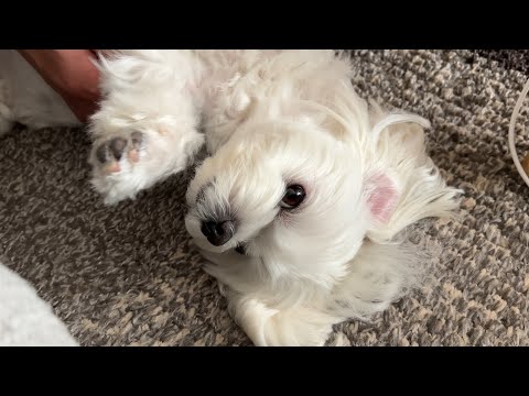 細川さん作品、小さなマルチーズ 極小サイズのマルチーズきょうだい | TikTok