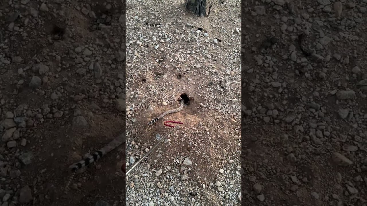 This Western Diamondback Rattlesnake took its time getting down this rodent hole, but eventually got
