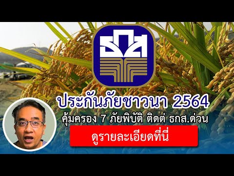 ข่าว ธกส ช่วยชาวนา 2564 ล่าสุด ประกันภัยข้าวนาปี 64 วงเงิน 2.9 พันล้านบาท รัฐสนับสนุนช่วยจ่าย