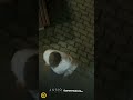 Videó borítókép