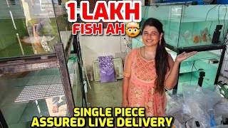 ₹1 Lakh Fish🤯 Imported & Exotic Fish 🐟  Single piece delivery available by How Hema 8,662 views 3 weeks ago 10 minutes, 44 seconds