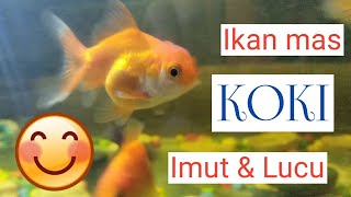 Ikan Mas Koki Imut Dan Lucu 🐠 //Warnanya Yang Unik .