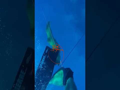 Electric eel Attacks