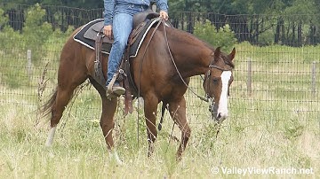 Samurai Jack***For info, price, etc., go to our website: ValleyViewRanch.net***