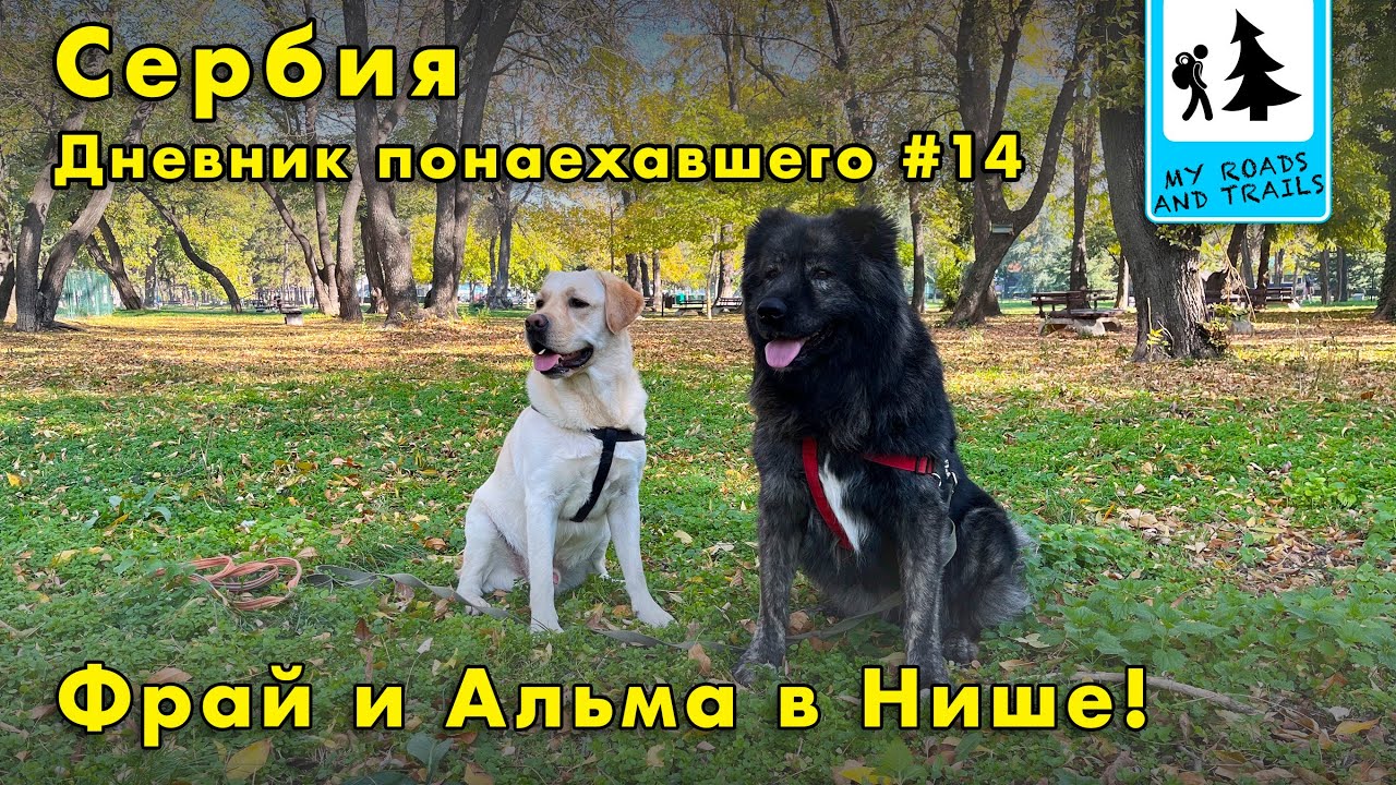 Завершение эпопеи с перевозкой собак в Сербию. Дневник понаехавшего #14.