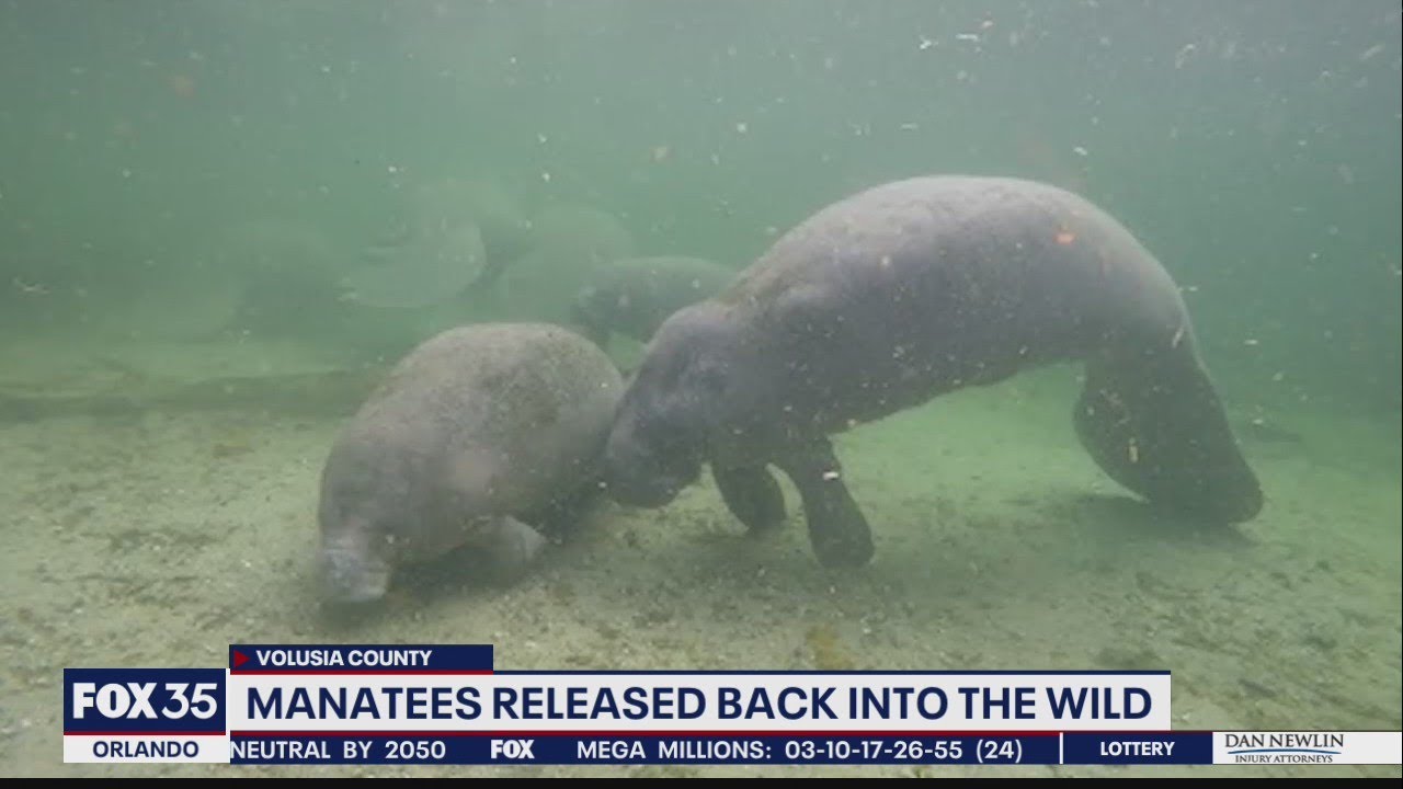 Manatees released back into the wild - YouTube