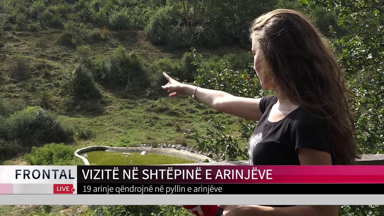 VIZITË NË SHTËPINË E ARINJËVE | T7