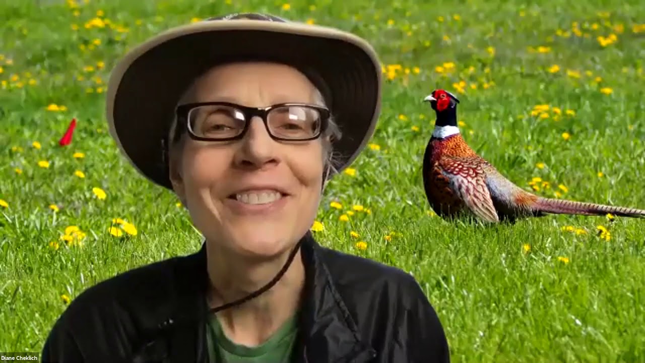 Pheasants and Grasslands 