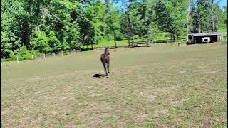 2025 FHANA Registered Filly | Esme of Twilight UP (Teun 505 x Sloerie Ster AA) (5 mo, vid 1)