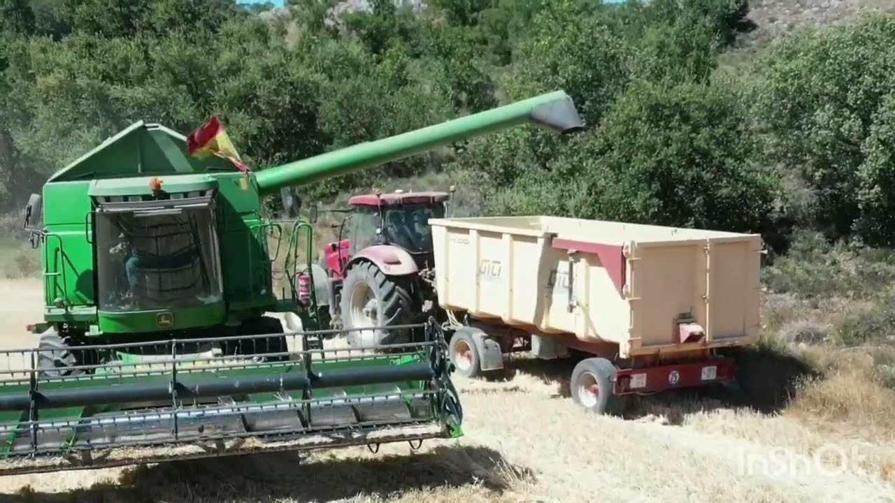 Cosechando trigo de barba en provincia de Burgos 2025.
