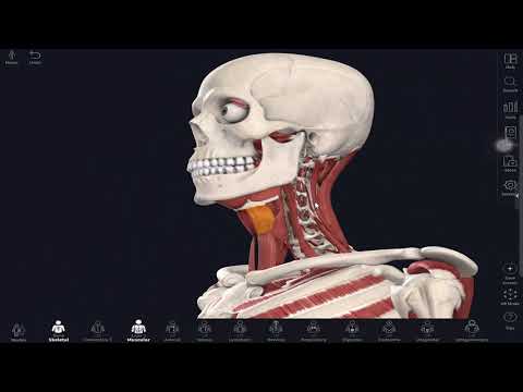 กล้ามเนื้อคอ ชั้นลึก deep mucle cervical spine anatomy part IV