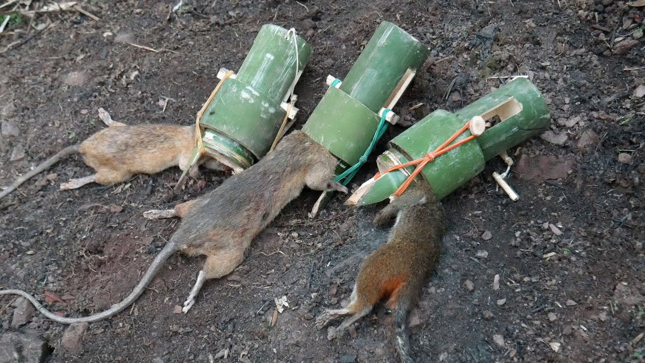 Wild Man: Creative Amazing Bamboo Rat/Mouse Traps, Catch Rats and Squirrel in the Forest - YouTube