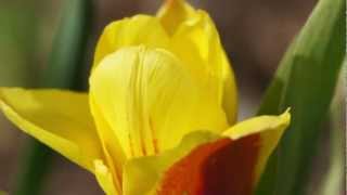 Tulpe im Zeitraffer