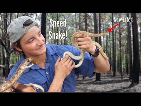 The Fastest Snake in the Southeast: The Coachwhip Snake!