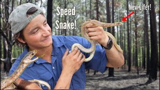The Fastest Snake in the Southeast: The Coachwhip Snake!