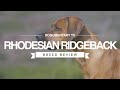 RHODESIAN RIDGEBACK BREED REVIEW の動画、YouTube動画。