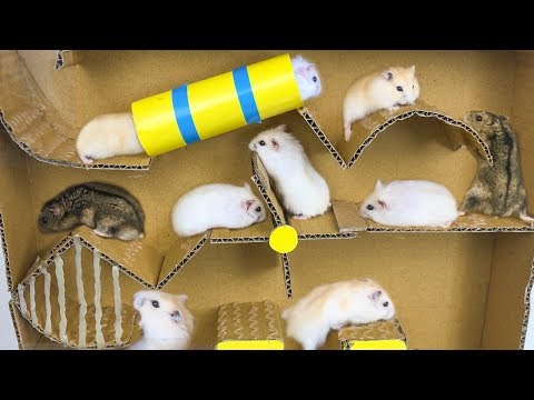 Hamsters Escape From Pool Cardboard - Three Hamsters Running In Pool Maze Making From Cardboard