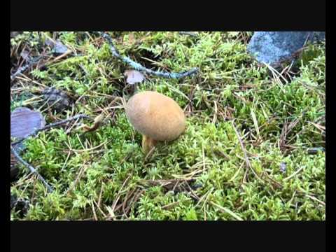 Video: Boletussopp: en beskrivelse av hvor den vokser og når den skal samles