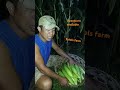 #farming #farmlife #sweetcornfarming #trendingshorts #viralshort