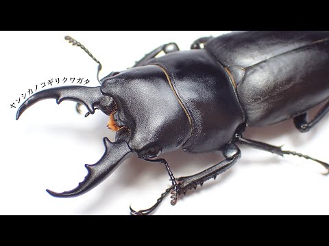 アレクサンドルエピタフ　シク3枚 虚ト成リシ古ノ蛇神ノ咆哮 シク　2枚 アレクサンドルエピタフ シク3枚 虚ト成リシ古ノ蛇神ノ咆哮 シク
