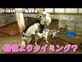 相性よりタイミング？初めての経験？「うめ」初交尾　2歳のトカラヤギ　2019年5月11日　Goat 富山県の穴場スポット　手作りヤギ牧場