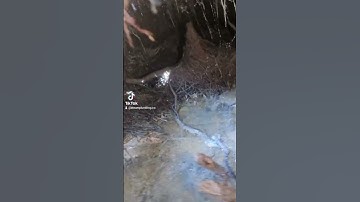 check out this septic tank full of roots #shorts