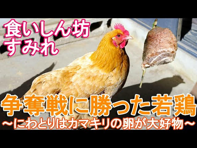 争奪戦に勝利のニワトリ～庭で放し飼いの名古屋コーチン若雌鶏は