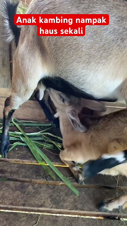 Nampak anak kambing haus sekali #peternaksukses