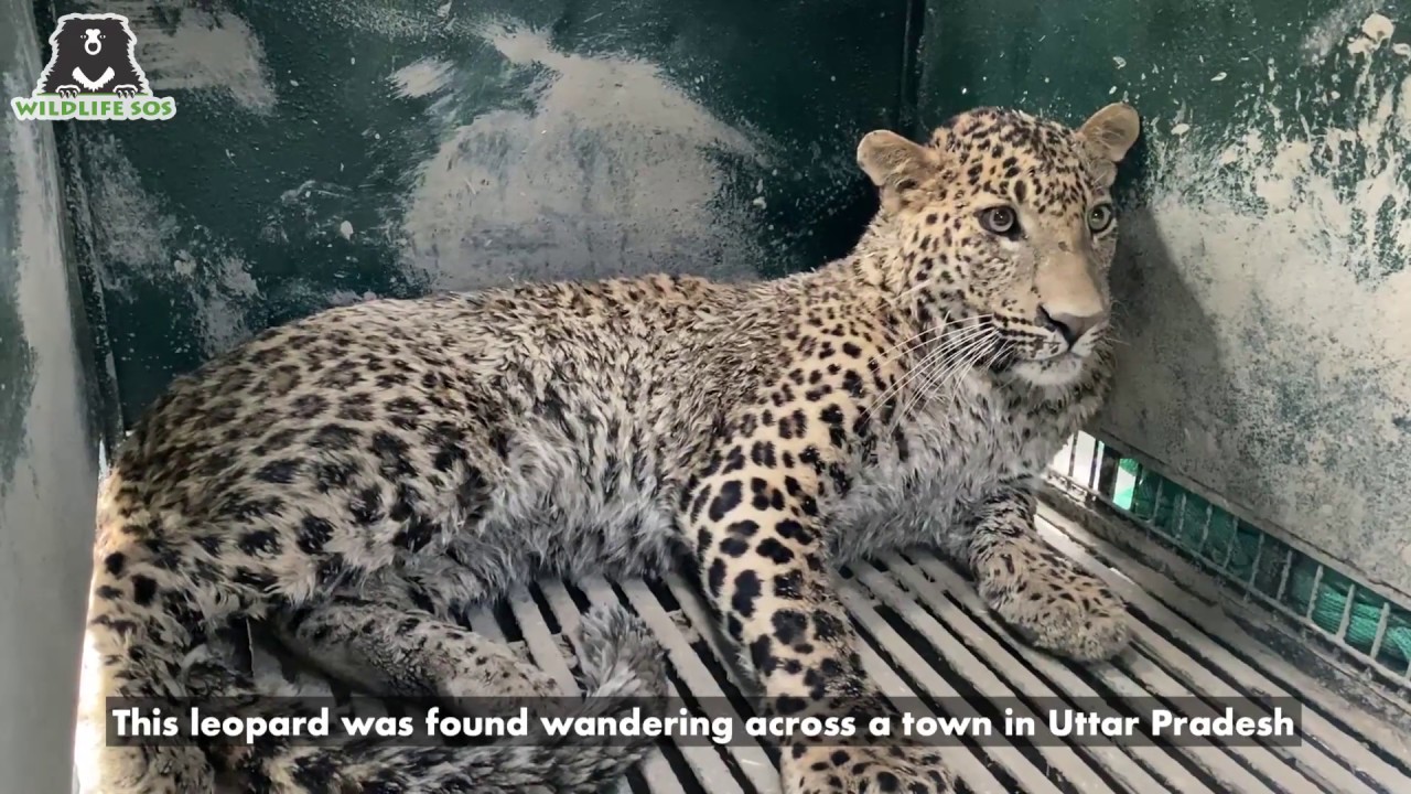 Rescued Leopard being released back into the wild! - YouTube