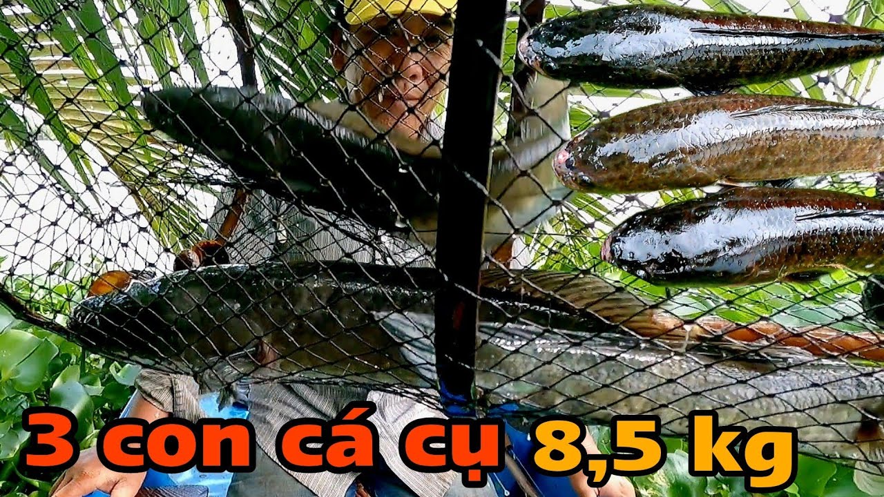 Thăm lờ cá trúng ổ cá dày , 3 Con Cá Lóc Cụ thành quả hôm nay 8,5 Ký ...