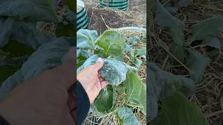 Mis Plantas En Peligro