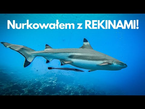 Wideo: Nurkowanie Z Rekinami W Polinezji Francuskiej