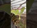 Luna Moth on Stick