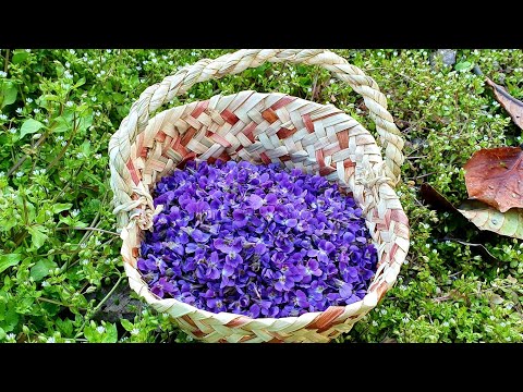 Menekşe Reçeli Tarifi | BƏNÖVŞƏ MÜRƏBBƏSİNİN HAZIRLANMASI | How To Make Violet Flower Jam