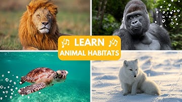 Animal Habitats Song | Discovering Where Creatures Call Home!