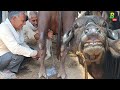 भारत मे सबसे अच्छी दुधारू भैंस की मंडी | Buffalo for Sale in Dildarnagar Pashu Mandi | Bhains Mandi