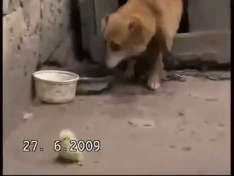 ძაღლი და წიწილა