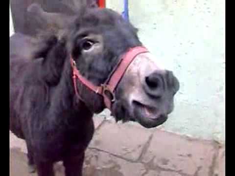 طبعا مش اول مره نشوف حمار بيغنى