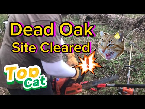 Felling and Bucking a Dead Oak - YouTube