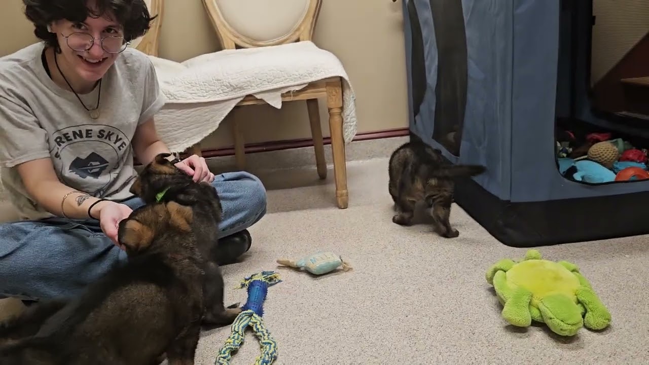 Kori x Eko litter 5 weeks old females