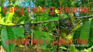 Download Lagu Suara pikat murai daun, murai ranting dan kinoi MP3