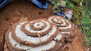 Khai Thác Ong Dế Tử Thần Gần 100kg Loài Ong Giá Trị Kinh Tế Cao | Ong Rừng Đông Bắc