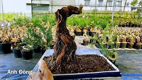 Tạo dáng Bonsai chân dài cho cây lựu