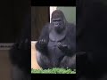 What is this? Gorilla in the Rain #gorilla #shabani
