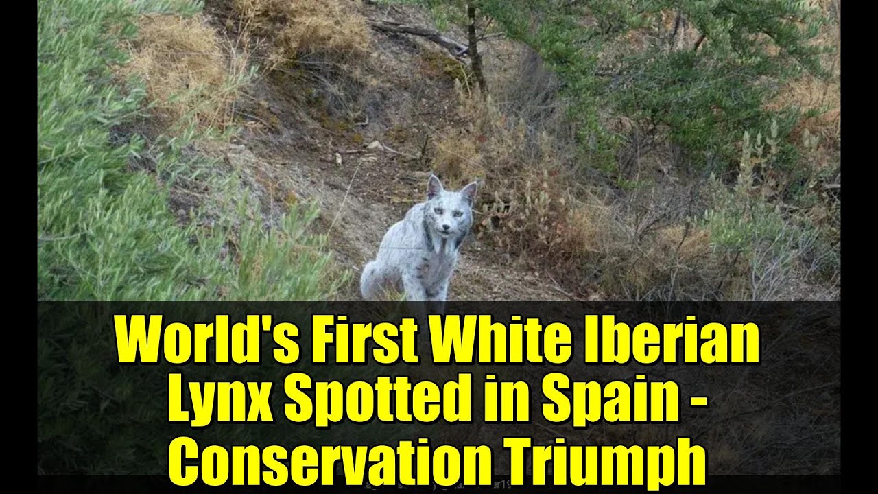 World's First White Iberian Lynx Spotted in Spain - Conservation Triumph