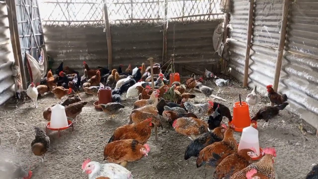 লোকেল মুৰগীৰ ৭৫ দিন হৈ গৈছে #murgi #murgifarming #farming #poultryfarming